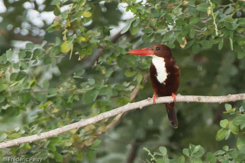 White-throated Kingfisheradult, identification