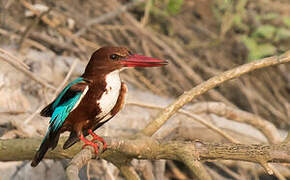 White-throated Kingfisher