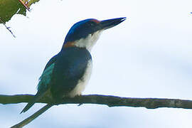 Winchell's Kingfisher