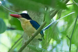 Black-capped Paradise Kingfisher