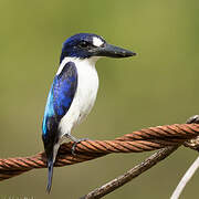 Blue-and-white Kingfisher