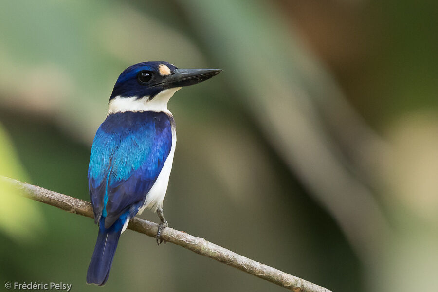 Blue-and-white Kingfisher