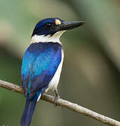 Blue-and-white Kingfisher