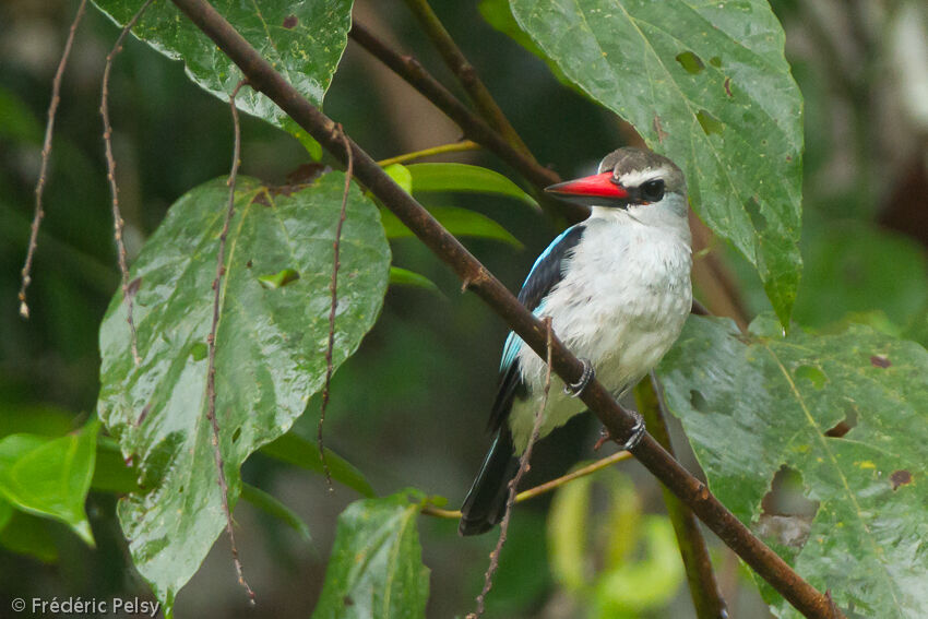 Woodland Kingfisheradult