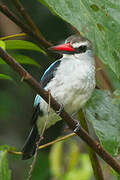 Woodland Kingfisher