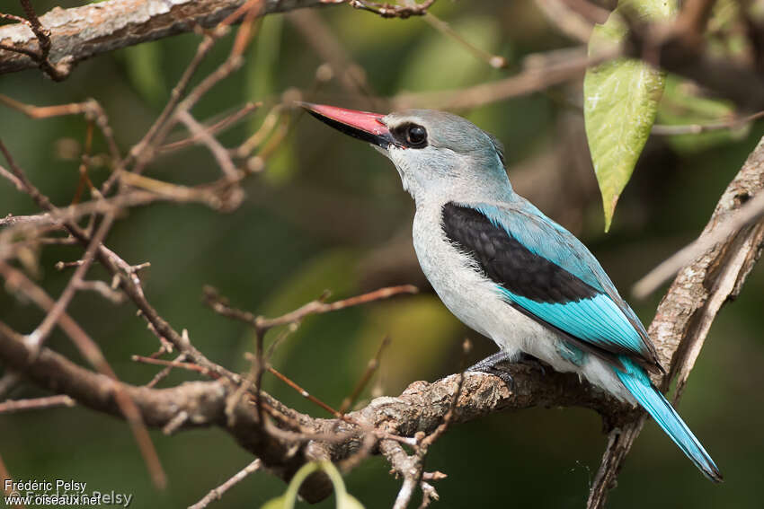 Woodland Kingfisheradult, identification