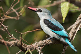 Woodland Kingfisher