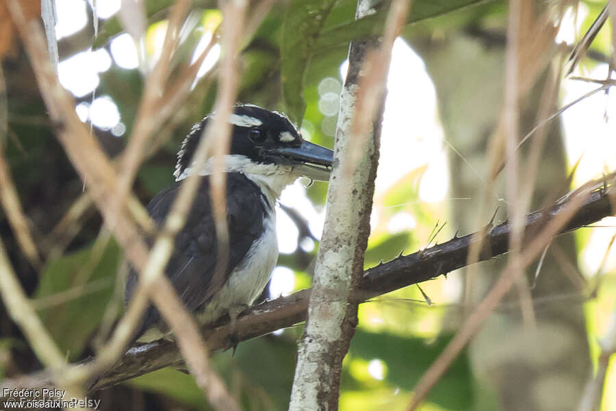 Sombre Kingfisher