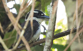 Sombre Kingfisher