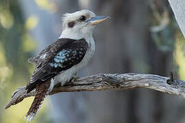 Laughing Kookaburra