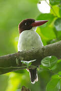 Chocolate-backed Kingfisher