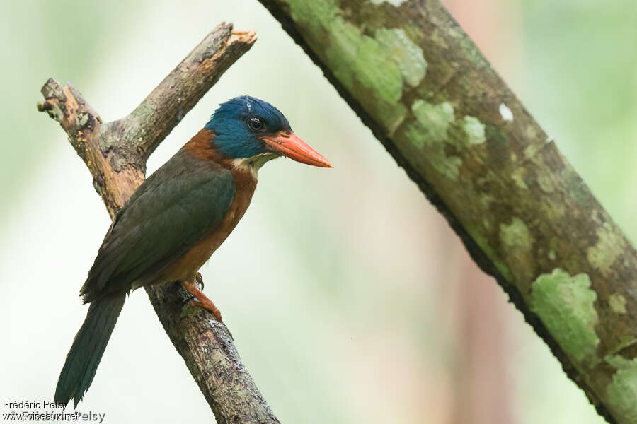 Green-backed Kingfisher male adult