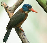 Green-backed Kingfisher