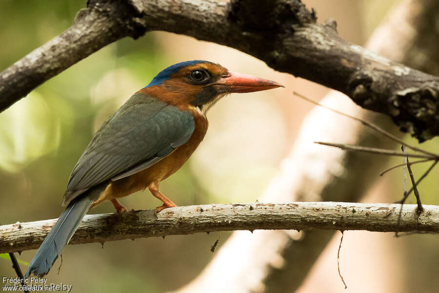 Green-backed Kingfisher female adult, identification