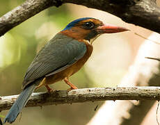 Green-backed Kingfisher