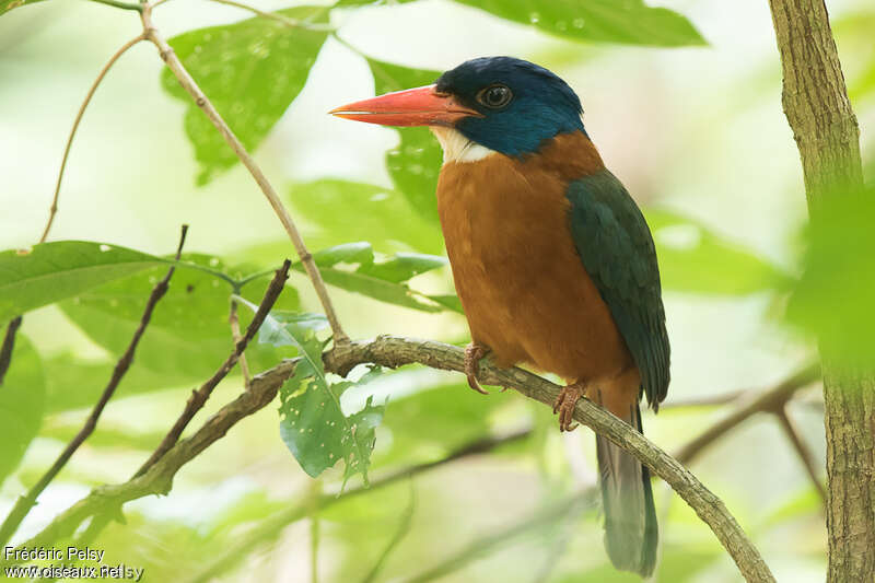 Green-backed Kingfisher male adult