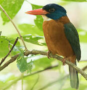 Green-backed Kingfisher