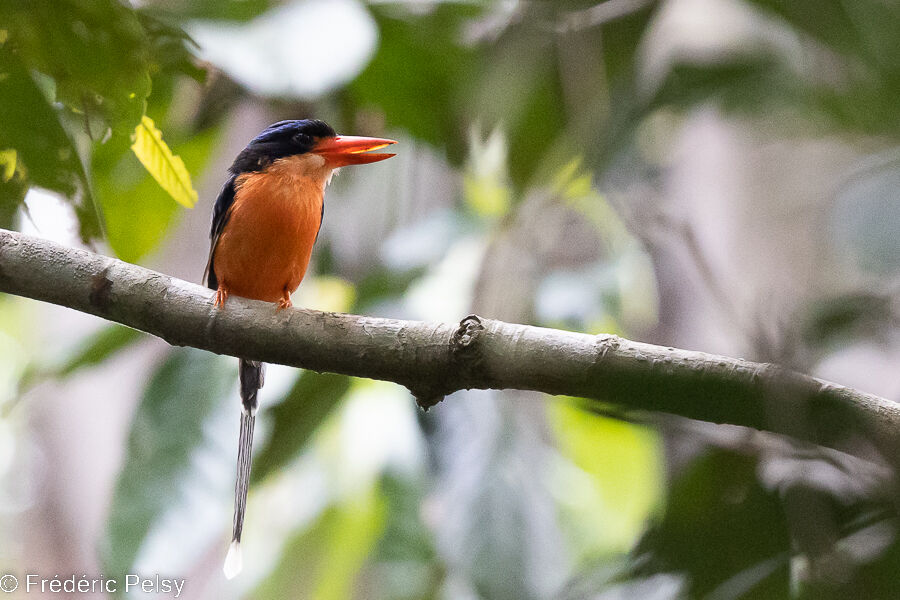 Red-breasted Paradise Kingfisher