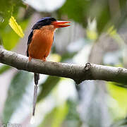 Red-breasted Paradise Kingfisher