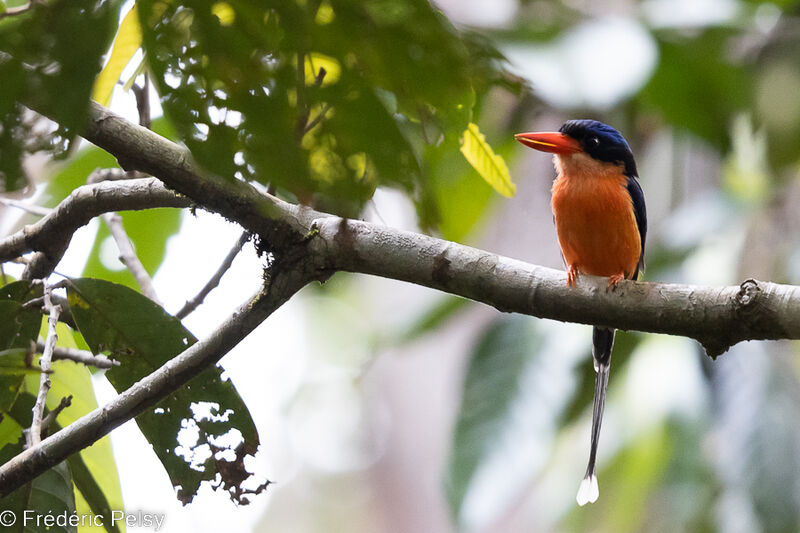 Red-breasted Paradise Kingfisher