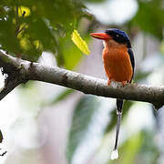 Red-breasted Paradise Kingfisher