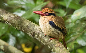 Lilac Kingfisher