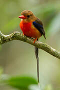 Brown-headed Paradise Kingfisher