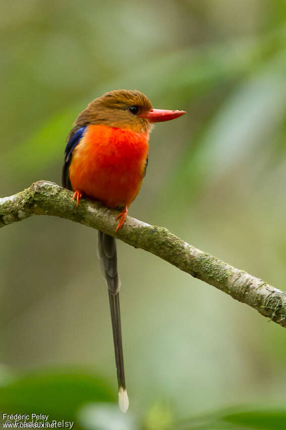 Brown-headed Paradise Kingfisheradult