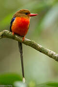 Brown-headed Paradise Kingfisher