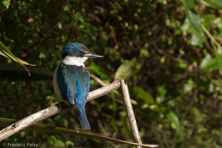 Sacred Kingfisheradult