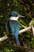 Sacred Kingfisher