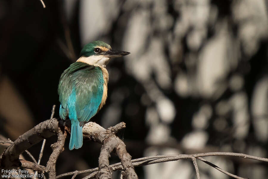 Sacred Kingfisheradult, habitat