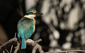 Sacred Kingfisher