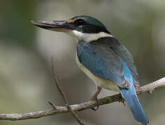 Sacred Kingfisher