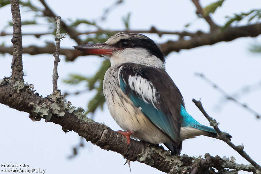 Martin-chasseur striéadulte, identification