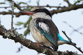 Striped Kingfisher