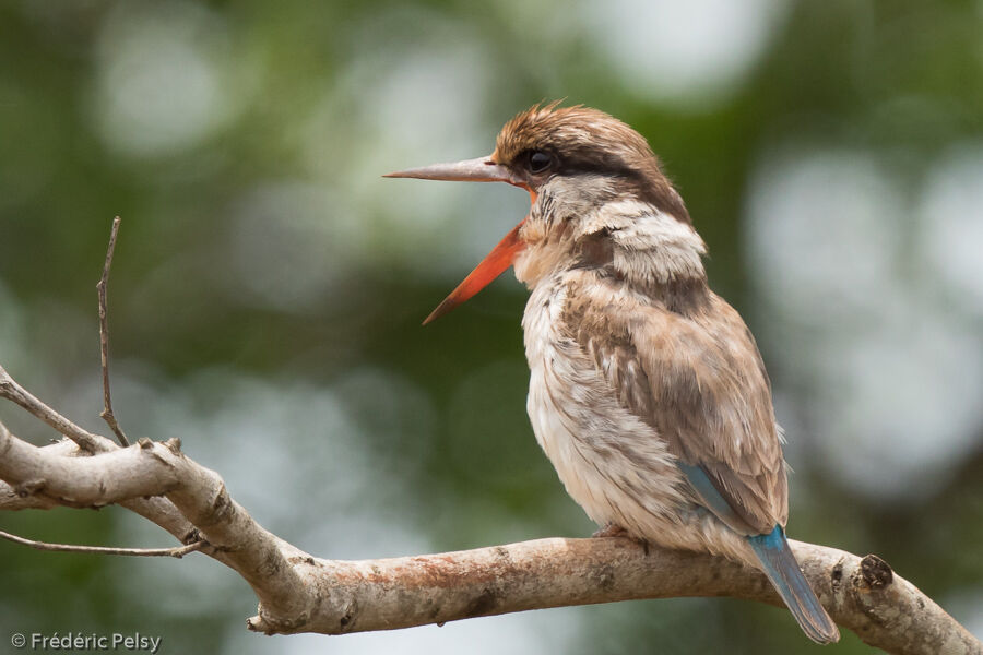 Striped Kingfisher