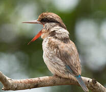 Striped Kingfisher