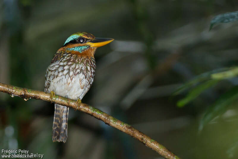 Spotted Wood Kingfisher male adult