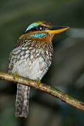 Spotted Wood Kingfisher