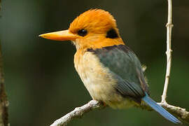 Yellow-billed Kingfisher