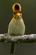 Yellow-billed Kingfisher