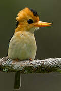 Yellow-billed Kingfisher