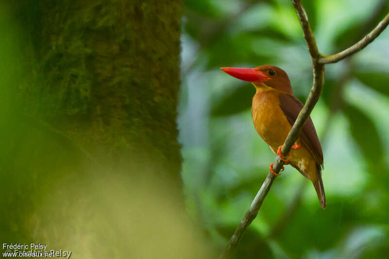 Ruddy Kingfisheradult, identification