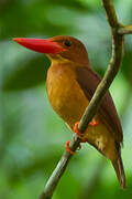 Ruddy Kingfisher