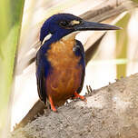 Martin-pêcheur à dos bleu