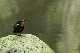 Indigo-banded Kingfisher