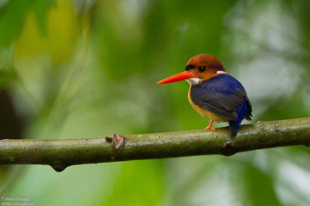 African Dwarf Kingfisheradult, identification