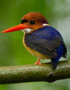 African Dwarf Kingfisher
