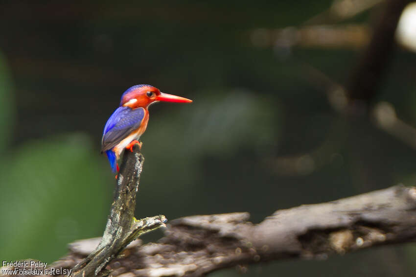 White-bellied Kingfisheradult